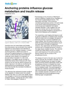 Anchoring proteins influence glucose metabolism and insulin release