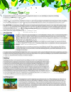 Mature Tree Care Learn procedures specific to a routine maintenance program for mature tree care, including tree inspection, mulching, fertilization, pruning, and tree removal. Think of tree care as an investment. A heal