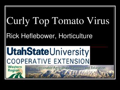 Curly Top Tomato Virus Rick Heflebower, Horticulture Curly Top Virus (CTV) 