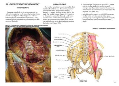 13. LOWER EXTREMITY NEUROANATOMY INTRODUCTION Regional anesthesia of the lower extremity involves two major nerve plexuses, the lumbar plexus and the sacral plexus. The safe practice of lower extremity regional anesthesi