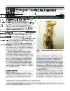 Nitrogen Fixation by Legumes Guide A-129 Revised by Robert Flynn and John Idowu1 Cooperative Extension Service • College of Agricultural, Consumer and Environmental Sciences