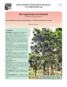 Lecythidaceae / Flora of Indonesia / Faboideae / Barringtonia / Invasive plant species / Inocarpus fagifer / B. asiatica / Ziziphus mauritiana / Elm / Flora / Eudicots / Biota