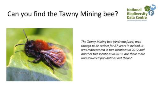 Can you find the Tawny Mining bee?  The Tawny Mining bee (Andrena fulva) was though to be extinct for 87 years in Ireland. It was rediscovered in two locations in 2012 and another two locations inAre there more