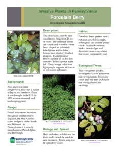 Invasive Plants in Pennsylvania  Porcelain Berry Ampelopsis brevipedunculata Description: