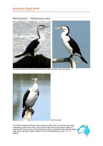file:///C:/bushbirds-5.0/infp/phalacrocorax_varius.html