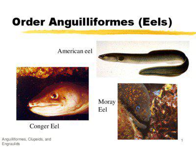 Order Anguilliformes (Eels) American eel