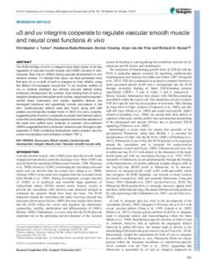 © 2015. Published by The Company of Biologists Ltd | Development, doi:devRESEARCH ARTICLE α5 and αv integrins cooperate to regulate vascular smooth muscle and neural crest functions