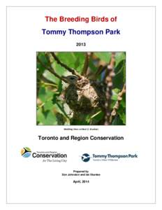 The Breeding Birds of Tommy Thompson Park 2013 Warbling Vireo on Nest (I. Sturdee)