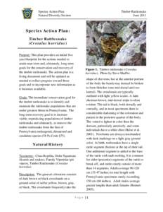 Species Action Plan Natural Diversity Section Timber Rattlesnake June 2011