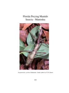 Florida Preying Mantids Insecta - Mantodea Stagmomantis carolina (Johannson) female- photo by P. M. Choate  2003