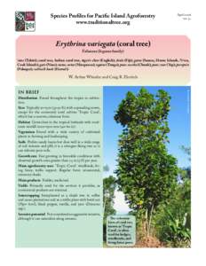 Erythrina variegata (coral tree)