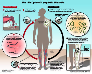 The Life Cycle of Lymphatic Filariasis MOSQUITO STAGES 7 HUMAN STAGES