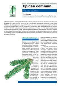 Fiche technique pour la conservation génétique  Epicéa commun Picea abies EUFORGEN