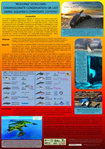 ‘RESCUING’ CETACEANS: COMPASSIONATE CONSERVATION OR JUST LINING AQUARIA’S CORPORATE COFFERS? Ingrid N. Visser (Phd),1,2,3 