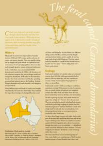 The Feral Camel (Camelus dromedarius)