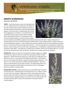 ABSINTH WORMWOOD Artemisia absinthium THREAT: Absinth wormwood, a native of the Mediterranean area, was introduced into the United States in the 1800s, and has since escaped cultivation and naturalized in many areas. Thi