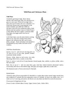 Wild Plum and Chickasaw Plum  Wild Plum and Chickasaw Plum Wild Plum Commonly growing as large, dense, thorny thickets with smooth grey bark, the wild plum can