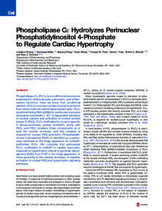 Phospholipase Cε Hydrolyzes Perinuclear Phosphatidylinositol 4-Phosphate to Regulate Cardiac Hypertrophy Lianghui Zhang,1,4 Sundeep Malik,1,4 Jinjiang Pang,3 Huan Wang,2,5 Keigan M. Park,1 David I. Yule,1 Burns C. Blaxa