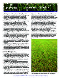 Buffalograss Lawns MF658 Buffalograss is a native prairie grass that can be used for low-maintenance lawns and other turf areas. This low-growing, finely-textured grass requires less mowing, watering, and