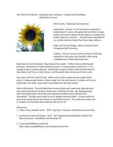 Dye Plant of the Month: Hopi Black Dye Sunflower, Traditional Oil Sunflower (Helianthus annuus) Plant Family: Asteraceae (Compositae) Description: Annual, 4--9 ft tall; flowers clustered in heads about 6” across, the p