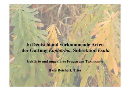 In Deutschland vorkommende Arten der Gattung Euphorbia, Subsektion Esula Geklärte und ungeklärte Fragen zur Taxonomie Hans Reichert, Trier  Merkmalskombination der zur (Sub-) Sektion Esula gehörenden Arten, zur Unter