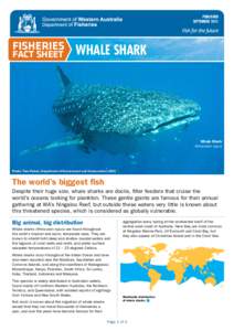 PUBLISHED SEPTEMBER 2011 FISHERIES WHALE SHARK FACT SHEET