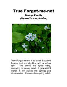True Forget-me-not Borage Family (Myosotis scorpioides)  True Forget-me-not has small 5-petaled