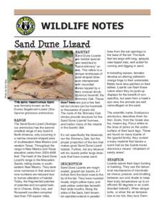 WILDLIFE NOTES  Photo by Don Sias Sand Dune Lizard