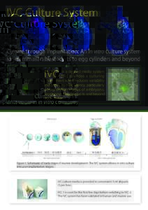 IVC Culture System Culture through implantation: An in vitro culture system for mammalian blastocysts to egg cylinders and beyond is a defined media system that provides a culturing environment which reduces variability