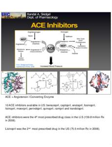 ACE = Angiotensin I Converting Enzyme 10 ACE inhibitors available in US: benazepril, captopril, enalapril, fosinopril, lisinopril, moexipril, perindopril, quinapril, ramipril and trandolapril. ACE inhibitors were the 4th