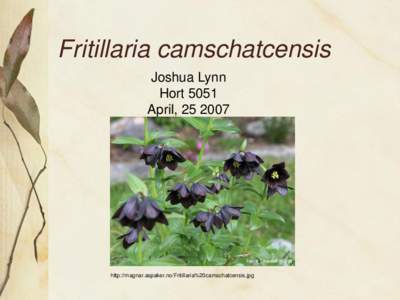 Fritillaria camschatcensis Joshua Lynn Hort 5051 April, [removed]http://magnar.aspaker.no/Fritillaria%20camschatcensis.jpg