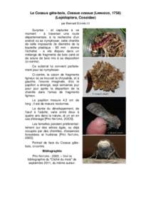 Le Cossus gâte-bois, Cossus cossus (LINNAEUS, [removed]Lepidoptera, Cossidae) par Bernard SCHMELTZ Surprise - et capturée à ce moment - à traverser une route