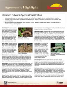    Common Cutworm Species Identification • Cutworms usually damage corn seedlings that are smaller than the 6-leaf growth stage by attacking stems at or below the soil surface. • Early in the season, cutworm larvae 
