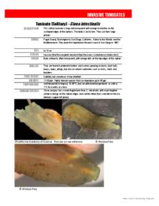 INVASIVE TUNICATES Tunicate (Solitary) - Ciona intestinalis DESCRIPTION RANGE