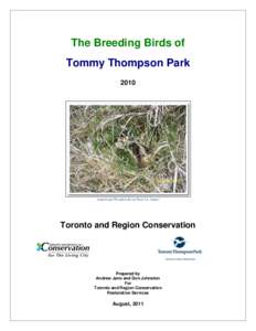 Bird breeding / Birds of Western Australia / Sterna / Bird nest / Gull / Tern / Nest / Common tern / Bird / Bird colony