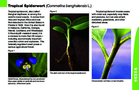 Tropical Spiderwort (Commelina benghalensis L.) Tropical spiderwort, also called Benghal dayflower, is among the world’s worst weeds. It comes from Asia and tropical Africa and was first detected in the United States i