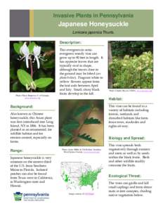 Invasive Plants in Pennsylvania  Japanese Honeysuckle Lonicera japonica Thunb. Description: