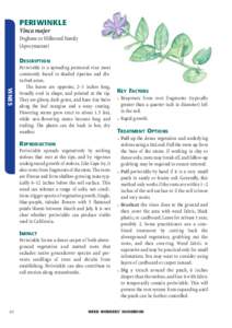 PERIWINKLE Vinca major Dogbane or Milkweed Family (Apocynaceae) DESCRIPTION