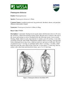Potamogeton distinctus Family: Potamogetonaceae Species: Potamogeton distinctus A. Benn. Common Names: roundleaf pondweed, bog pondweed; shochum, shoum, and pani jhar (Bhutan); hirumushiro (Japan) Synonyms: Potamogeton f