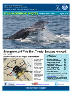 STELLWAGEN BANK E-NOTES: sanctuary news & events  August 2015 Lines from fishing gear entangle humpback whale. Photo courtesy of Center for Coastal Studies; photo taken under NOAA Permit #18786