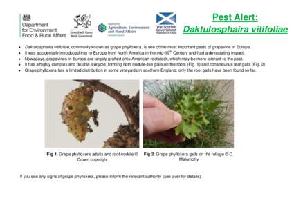 Pest Alert: Daktulosphaira vitifoliae    
