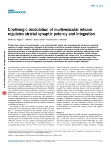 Cholinergic modulation of multivesicular release regulates striatal synaptic potency and integration