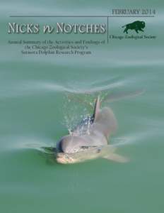FEBRUARYN ICKS n NOTCHES Annual Summary of the Activities and Findings of the Chicago Zoological Society’s Sarasota Dolphin Research Program
