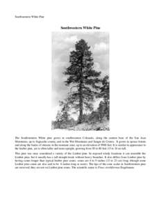 Southwestern White Pine  Southwestern White Pine The   Southwestern   White   pine   grows   in   southwestern   Colorado,   along   the   eastern   base   of   the   San   Juan   Mountains, up to 