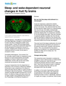 Sleep- and wake-dependent neuronal changes in fruit fly brains