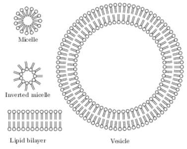 Micelle  Inverted micelle Lipid bilayer