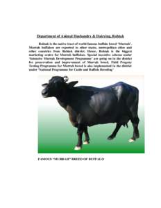 Department of Animal Husbandry & Dairying, Rohtak Rohtak is the native tract of world famous buffalo breed ‘Murrah’. Murrah buffaloes are exported to other states, metropolitan cities and other countries from Rohtak 