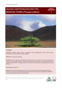 Biology / Prosopis juliflora / Prosopis / Ascension Island / Black rat / Euphorbia origanoides / Invasive species / Biodiversity Action Plan / Ascension scrub and grasslands / Invasive plant species / Flora / Environment