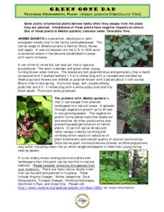 Green Gone Bad  Featured Ornamental Plant: Akebia quinata (Chocolate Vine) Some exotic ornamental plants behave badly when they escape from the place they are planted. Infestations of these plants have negative impacts o