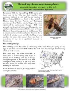 Elm seed bug, Arocatus melanocephalus: an exotic invasive pest new to the U.S. Idaho State Department of Agriculture In summer 2012, the elm seed bug (ESB), an invasive insect new to the U.S., was first identified from s